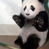 panda ash_123 photo