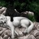 killer-wolf95's photo