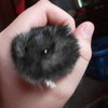 this is my hamster hotgirl7777 photo