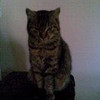 my cat 3lzyx photo
