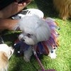 my dog bella at a dog show on 4th of july last year kyliejenner photo