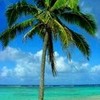 I ♥ Palm trees mpepin04 photo