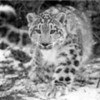 Snowflake(Cathy Range as a Leopard) SoyalaLeisu photo