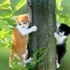 my cay and her friend climbing a tree MsIloveJustin photo