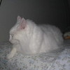 MY FAV CAT MsIloveJustin photo