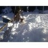 MY DOG FIRECKER IN THE SNOW jblvr photo