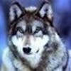  werewolflover photo
