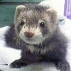 a ferret graysie14 photo
