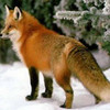 I love foxes Foxie913 photo