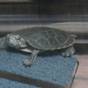 My turtle lilcailey2010 photo