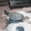 My other turtle lilcailey2010 photo
