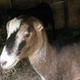 goats4817's photo
