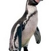 Popero the Penguin! lovelife324 photo