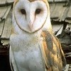 Me as Secret the Barn Owl in the book series, Guardians of Ga
