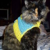 my kitty! (in the sweater i made her) marglo photo