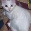 my kitty vampiregirl27 photo