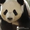 panda!! <3 <3 volleyblue13 photo