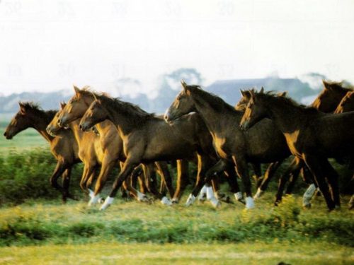  Brown horse mga wolpeyper