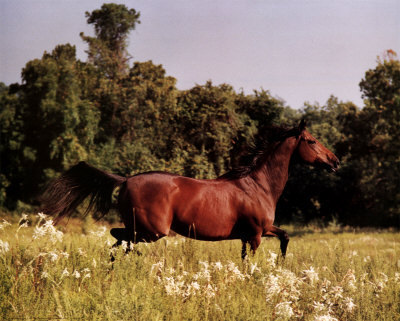  Brown chevaux