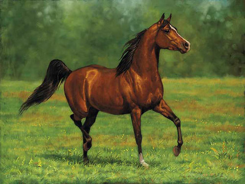  Brown cavalos
