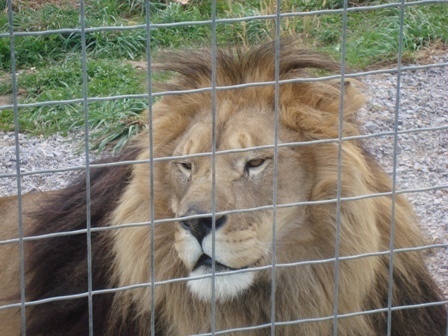  WI Big Cat Rescue and Educational Center
