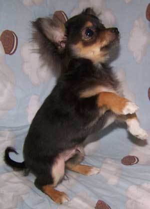  chihuahua cachorro, filhote de cachorro