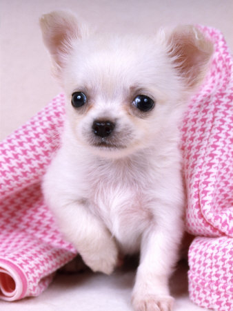  little white chiot