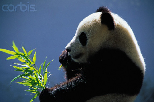  panda eating