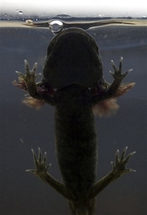  salamandra