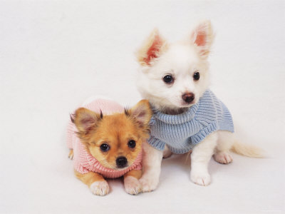  Chihuahuas Wearing Clothes