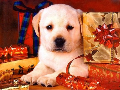  क्रिस्मस Doggy
