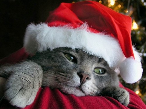  圣诞节 Kitten
