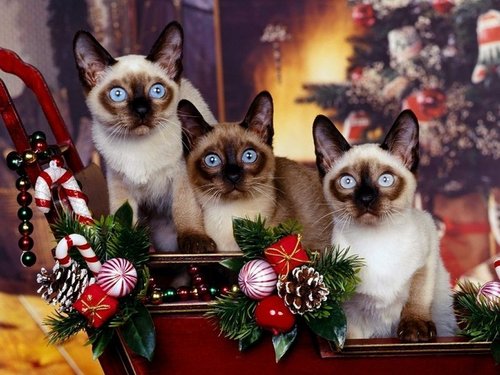  Weihnachten Kätzchen
