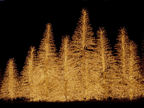 Natale Trees