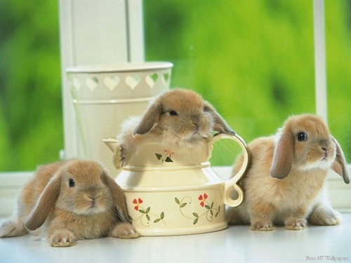  Cute Bunnys