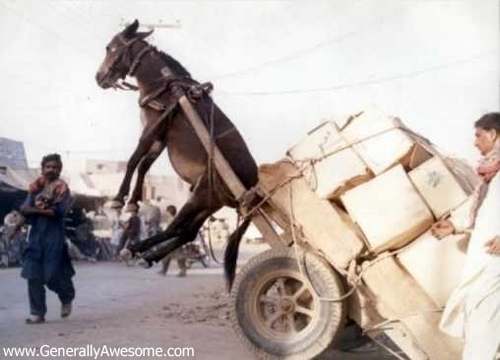  Donkey "Pulling" gerobak, keranjang