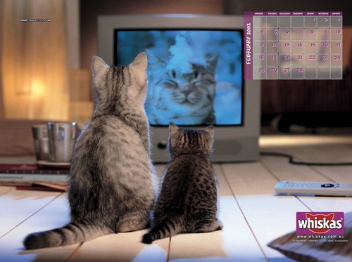  Computer gatos