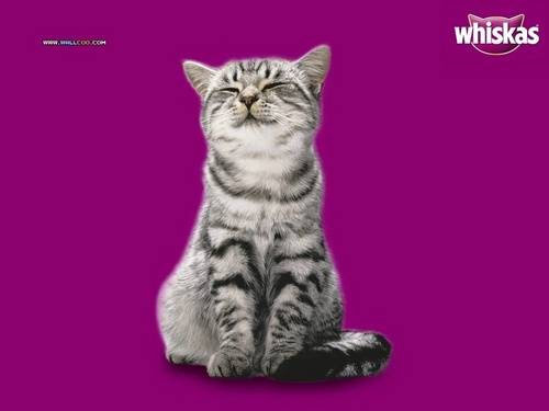  Whiskas Kitty