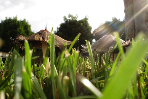  wild mushrooms