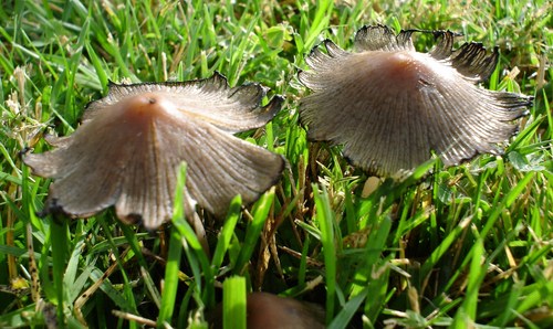  wild mushrooms