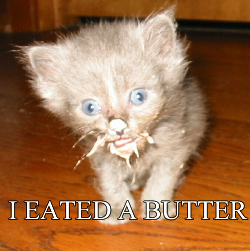  Cat eating मक्खन