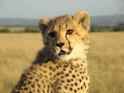  Cheetah Cub