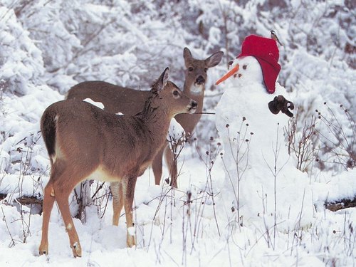  Deer and Snowman w'paper (Christmas 2008)