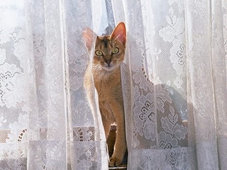  Curtain Cat