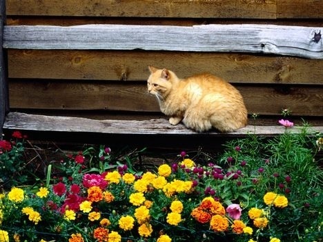  Garden Cat
