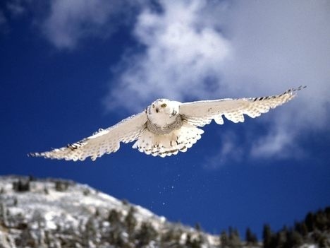  Owl In Flight