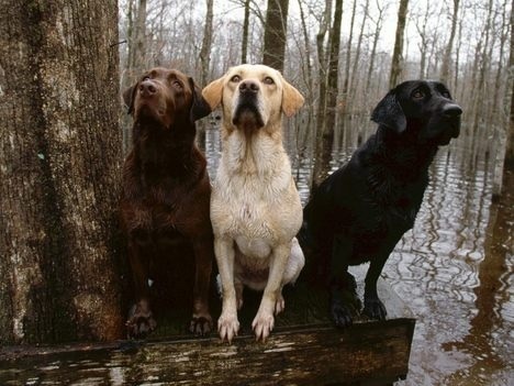 Three perros