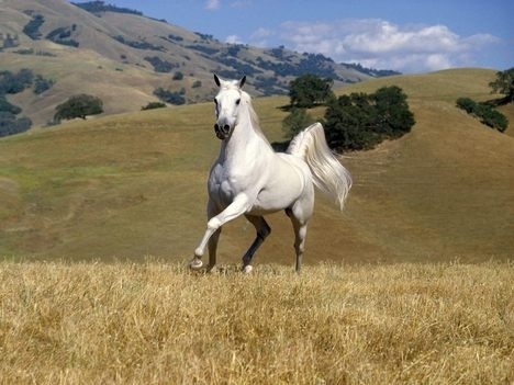  White Horse