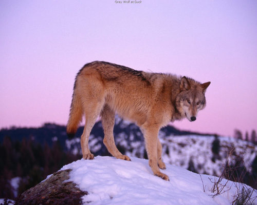  Winter wolf