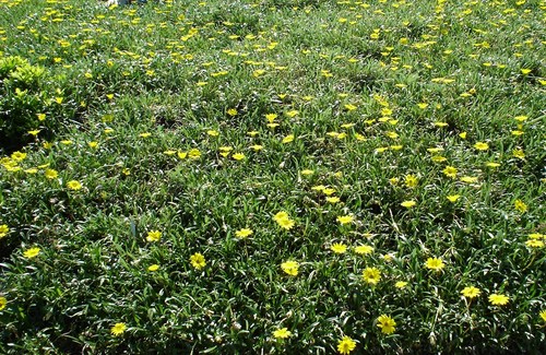  a field of yellow
